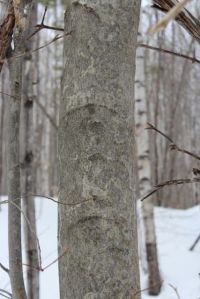 beech bark