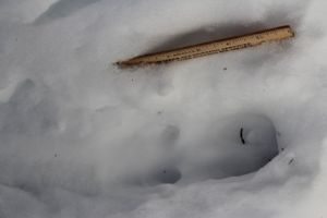 print with dew claws