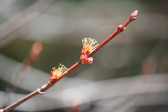 red maple