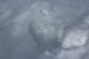 ruffed grouse explosion