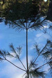 white pine growth