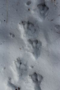 Beaver tracks Dec 5