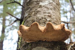 birch polypore