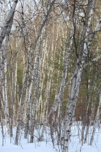 birch trees