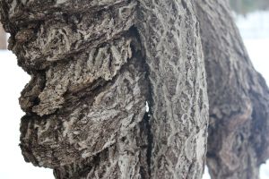 bittersweet up close