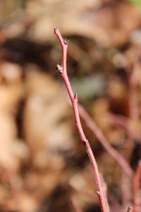 blueberry twig