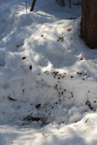 deer and squirrel, hemlock cover