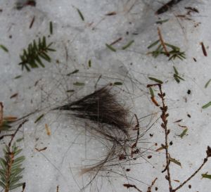 deer hair 1