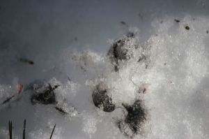 little brown thing hair