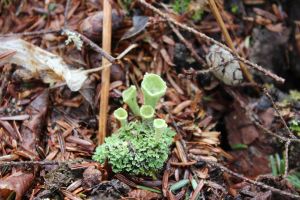 Mealy Pixie cup lichen