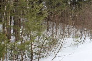 old City up the hill