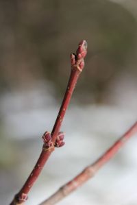 red maple bud