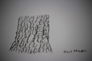 red maple sketch