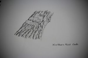 red oak sketch