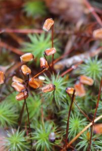 spore capsule, hair cap moss