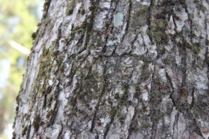 sugar maple borer