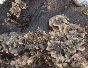 turkey tail