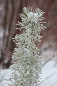 white pine 2