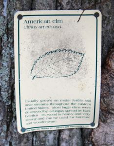 am elm sign