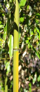 bamboo 2