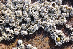 barnacles