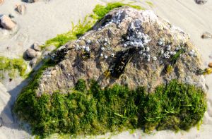 barnacles:seaweed