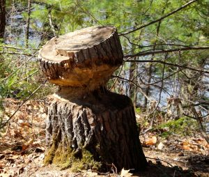 beaver work