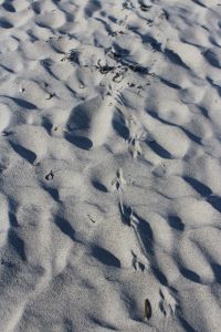 bird tracks