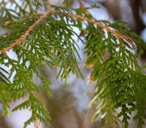 cedar leaves