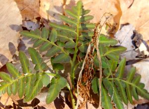 grape fern and frond