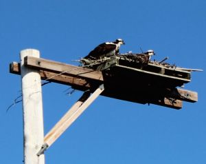 osprey nesting