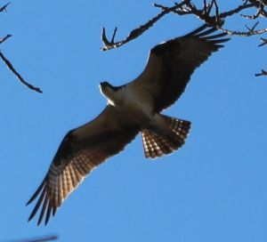 osprey