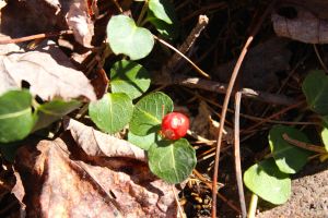 partridge berry