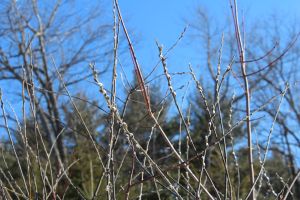 pussy willows 1