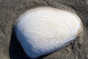 quahog shell