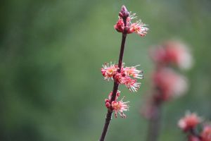 red maple 2