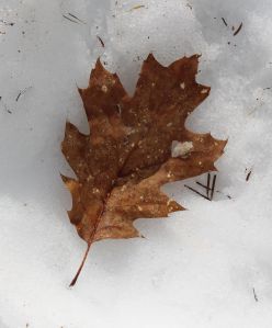 red oak leaf