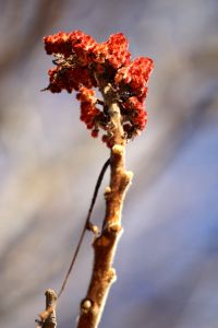 sumac