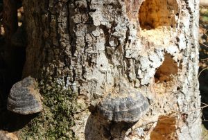 tinder conks and bird holes