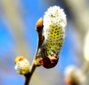 willow bud
