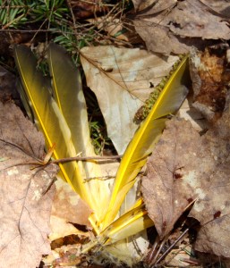 a s yellow feathers, Northern Flicker