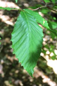 beech teeth and hair