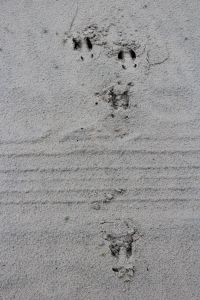 deer tracks