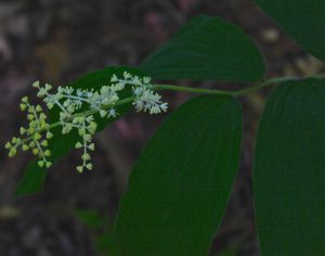 False Solomon's Seal