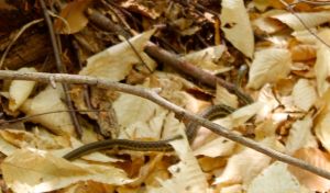 garter snake