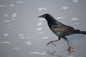 grackle