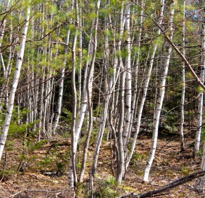 gray birch