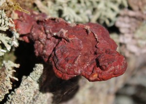 hemlock polypore, Ganoderma tsugae