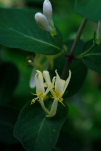 honeysuckle