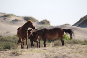 horses 2